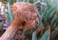 Battarrea phalloides image