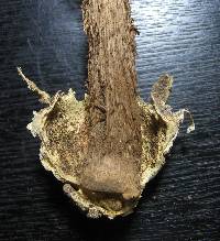 Battarrea phalloides image