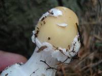 Amanita praecox image