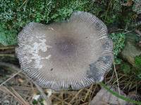 Amanita rhacopus image