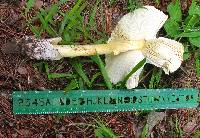 Amanita arkansana image