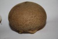 Lycoperdon excipuliforme image