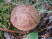 Imleria badia image
