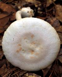 Amanita roseitincta image