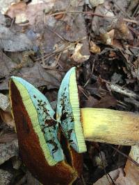 Boletus vermiculosoides image