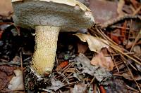Tylopilus felleus image