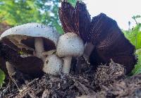 Agaricus placomyces image