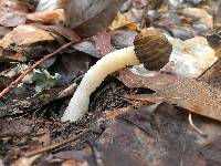 Morchella punctipes image