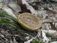 Boletellus chrysenteroides image