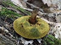 Boletellus chrysenteroides image