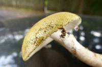 Amanita flavorubens image