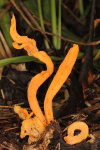 Clavulinopsis aurantiocinnabarina image