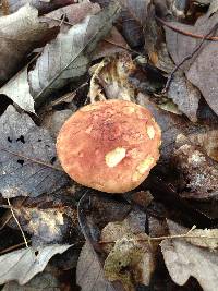 Phylloporus rhodoxanthus image