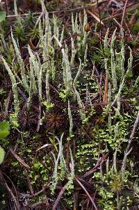 Cladonia cornuta image