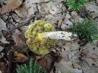 Boletus subglabripes image