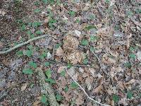 Polyporus umbellatus image