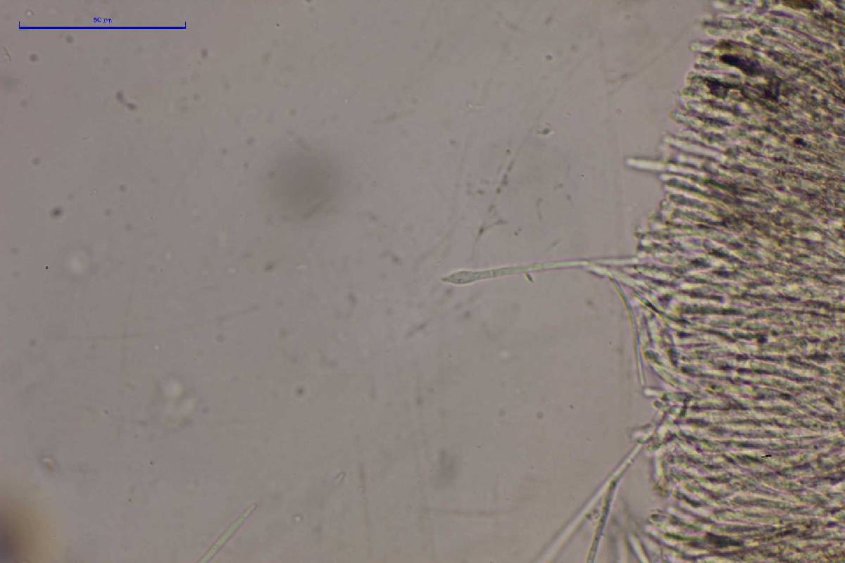 Lachnum abnormis image