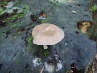 Pluteus longistriatus image