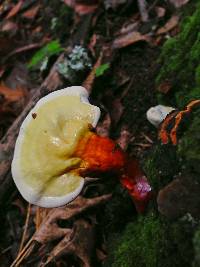 Ganoderma curtisii image