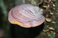 Ganoderma curtisii image