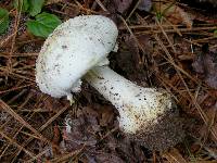 Amanita praelongispora image