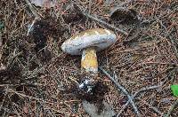 Tylopilus felleus image