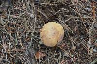 Tylopilus felleus image