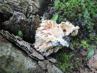 Ramaria pallida image