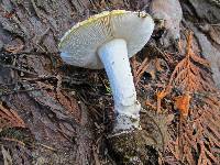 Amanita aprica image