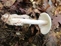 Amanita whetstoneae image