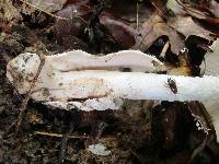 Amanita whetstoneae image