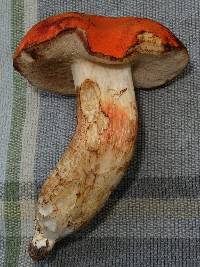 Gyroporus ballouii image