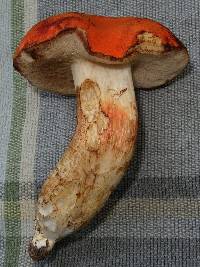 Tylopilus balloui image