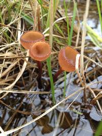 Sclerotinia sulcata image