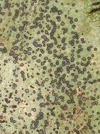 Porpidia albocaerulescens var. albocaerulescens image
