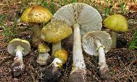 Amanita flavorubens image