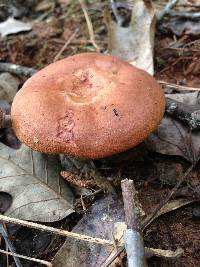 Lactarius peckii image