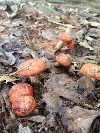 Lactarius peckii image