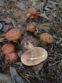 Lactarius peckii image