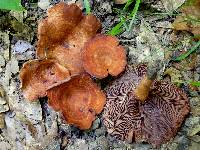 Lactarius peckii image