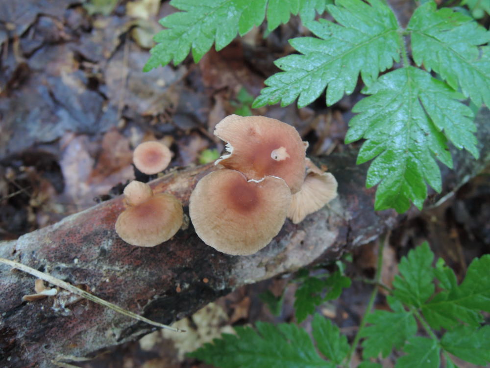 Gymnopus inodorus image