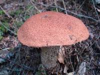 Leccinum aurantiacum image