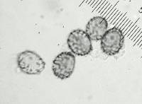 Lactarius hygrophoroides image