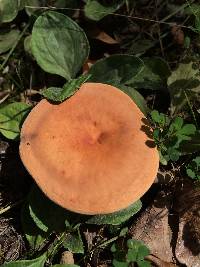 Lactarius volemus image