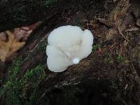 Crepidotus applanatus image