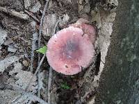 Russula mariae image