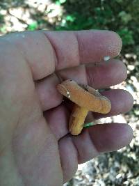 Lactarius hygrophoroides image