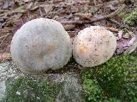 Russula modesta image