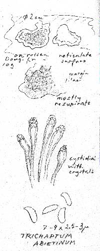 Trichaptum abietinum image