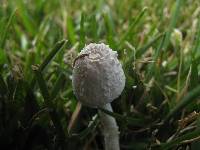 Leucocoprinus cretaceus image